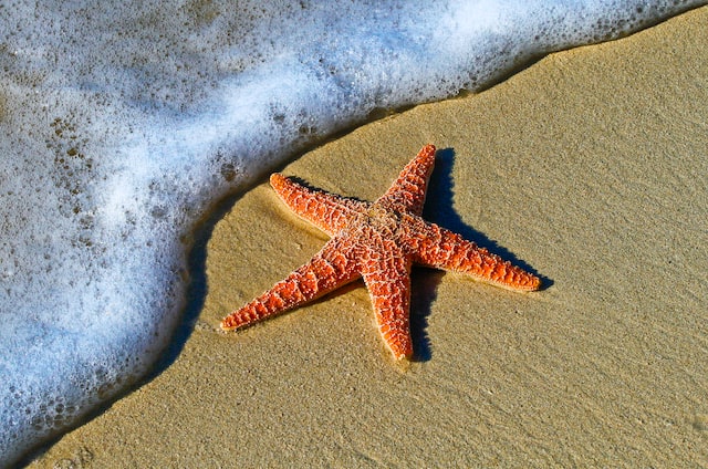 starfish near the sea that gives a sense of peace

